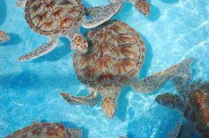 isla mujeres turtle farm