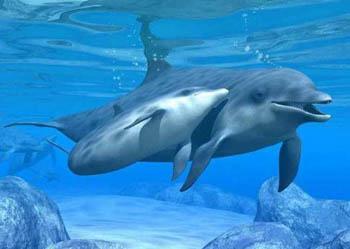 Nado con Delfines "Cabo Dolphins" en San Jose del Cabo Nado con Delfines
