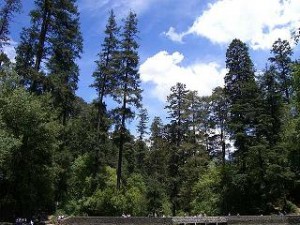 Parque Nacional Desierto de los Leones