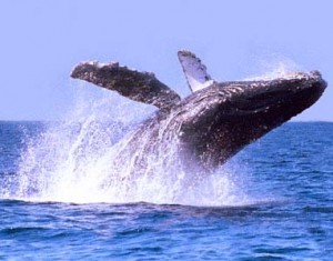 Avistamiento de Ballenas, Los Cabos