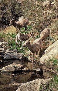 Borrego Cimarron