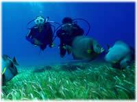 Buceo en Akumal