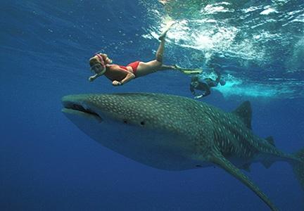tiburon-ballena.jpg
