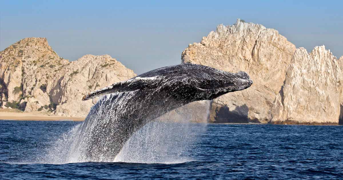 Hoteles en Los Cabos Todo Incluido