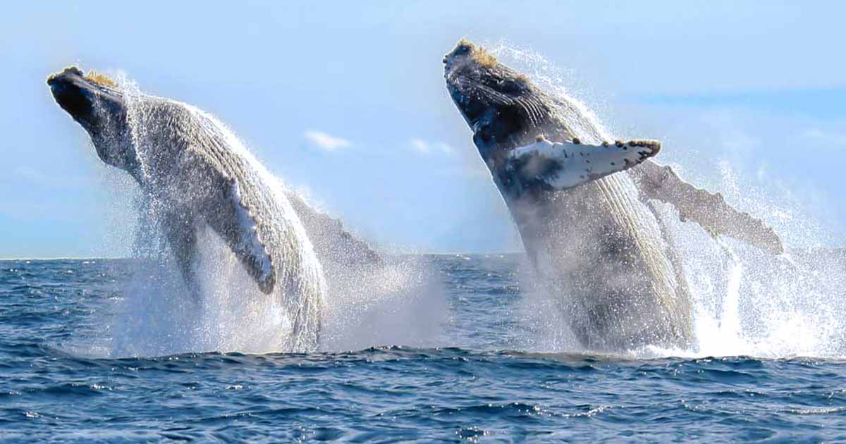 Avistamiento de ballenas en Cabo San Lucas