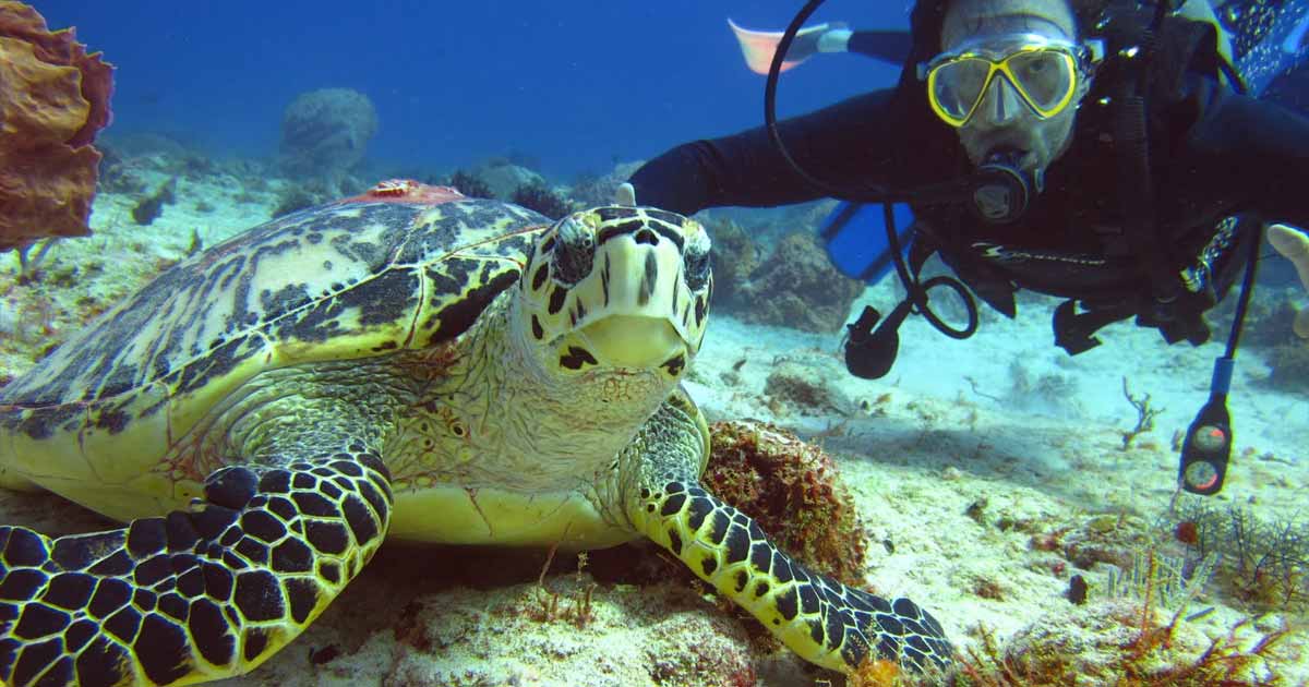 Buceo en el gran Arrecife Maya en Playa del Carmen