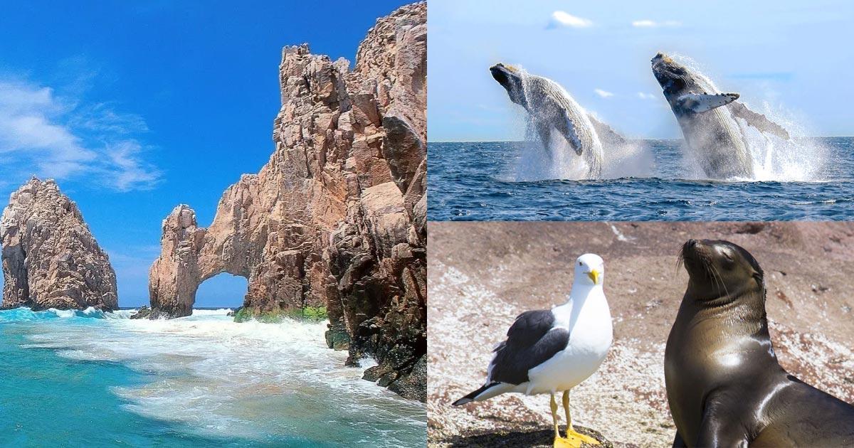 Conozca las playas y atractivos en Los Cabos