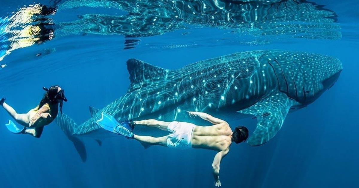 Convive y disfruta con el Tiburón Ballena en Cancún