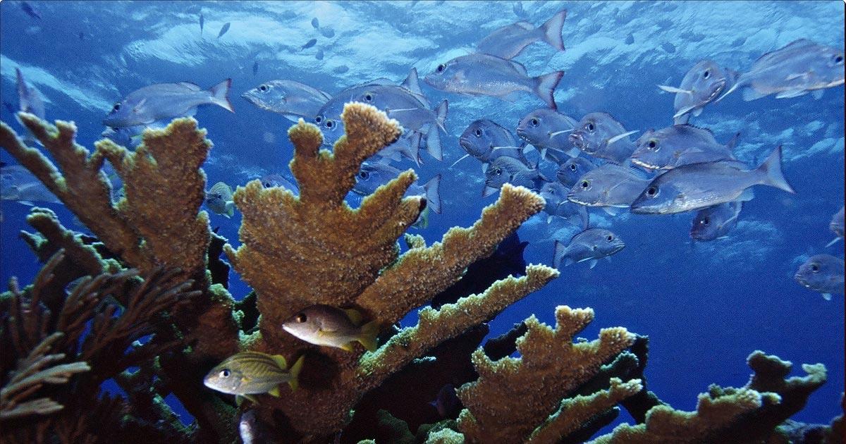 El Tesoro Submarino del Parque Nacional Arrecifes de Cozumel