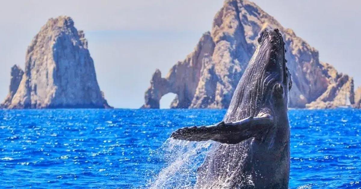 Increibles Avistamientos de Ballenas en Los Cabos te Esperan