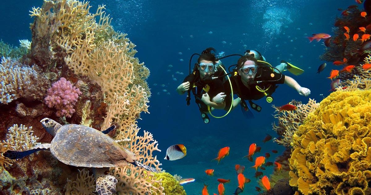 Tours de Buceo en Puerto Vallarta Explora la vida submarina