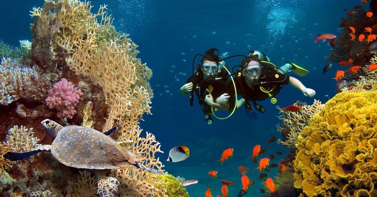 Tours de Buceo en Puerto Vallarta Explora la vida submarina Tours de Buceo en Puerto Vallarta Explora la vida submarina