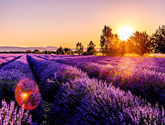 Campos de lavanda en Val'Quirico