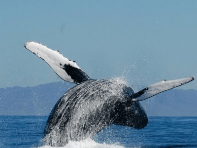 Delfines y Ballenas en Islas Marietas