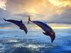 Interactive program with Dolphins “Dolphinaris” Tours
