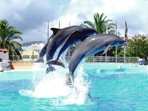 cancun delfines