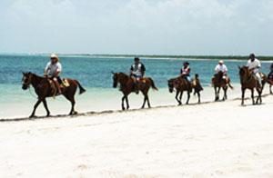 isla cozumel horseback