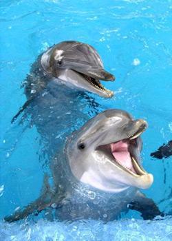 isla mujeres dolphin discovery