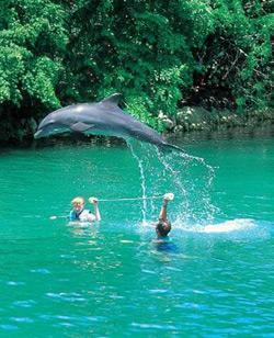 isla mujeres xel ha swim dolphins
