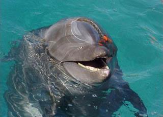 Delfinario y Magic World en Ixtapa Magic World en Ixtapa