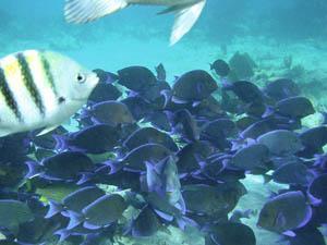 Diving in Puerto Aventuras