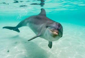 Encuentro con Delfines en Puerto Aventuras