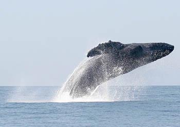 Safari en el Mar en Puerto Vallarta