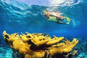 Buceo y Esnorqueleo en San Jose del Cabo Buceo y Esnorqueleo en San Jose del Cabo