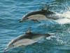 Swimming with dolphins Tours
