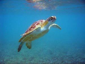 Turismo de eco-Aventura en Tulum