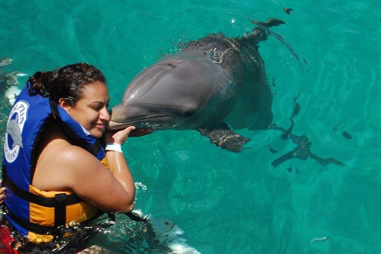 tours de nado con delfines en cancun una experiencia unica