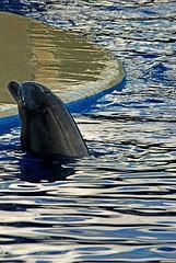 swimming with dolphins