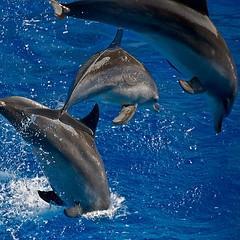 Dolphin Swim Dolphinaris