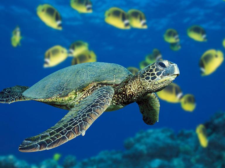 Best Sea Turtle Conservation Program in Los Cabos