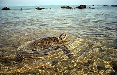 turtle farm isla mujeres